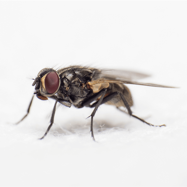 A fly captured in macro on a white background. Source: Unsplash